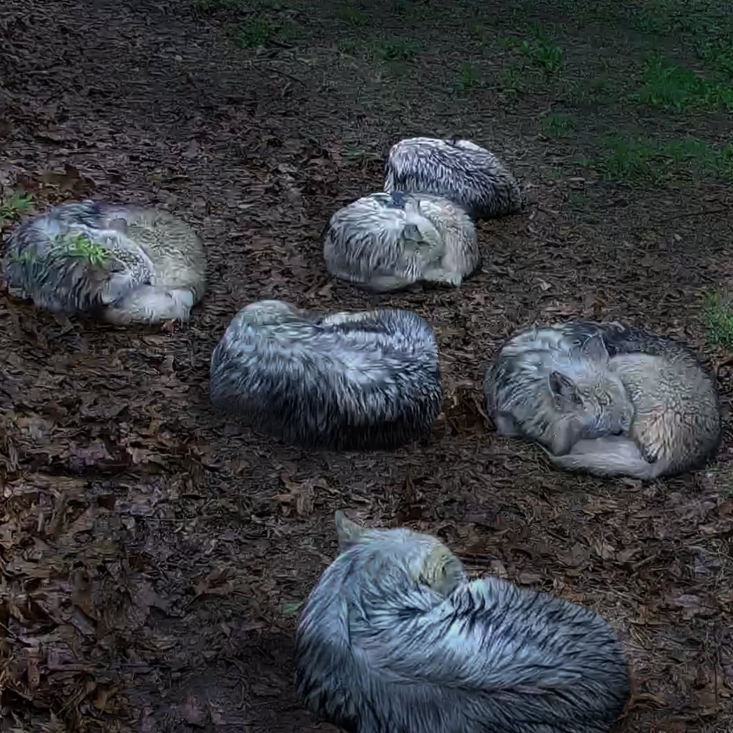 Wolf Conservation Center 🐺 tweet media