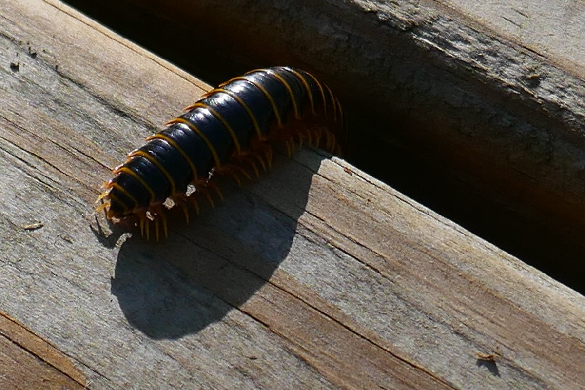 Nycteris's tweet photo. Hey #InverteFest #inverteButt - I found a millipede! https://t.co/dwE0nMm8Yn