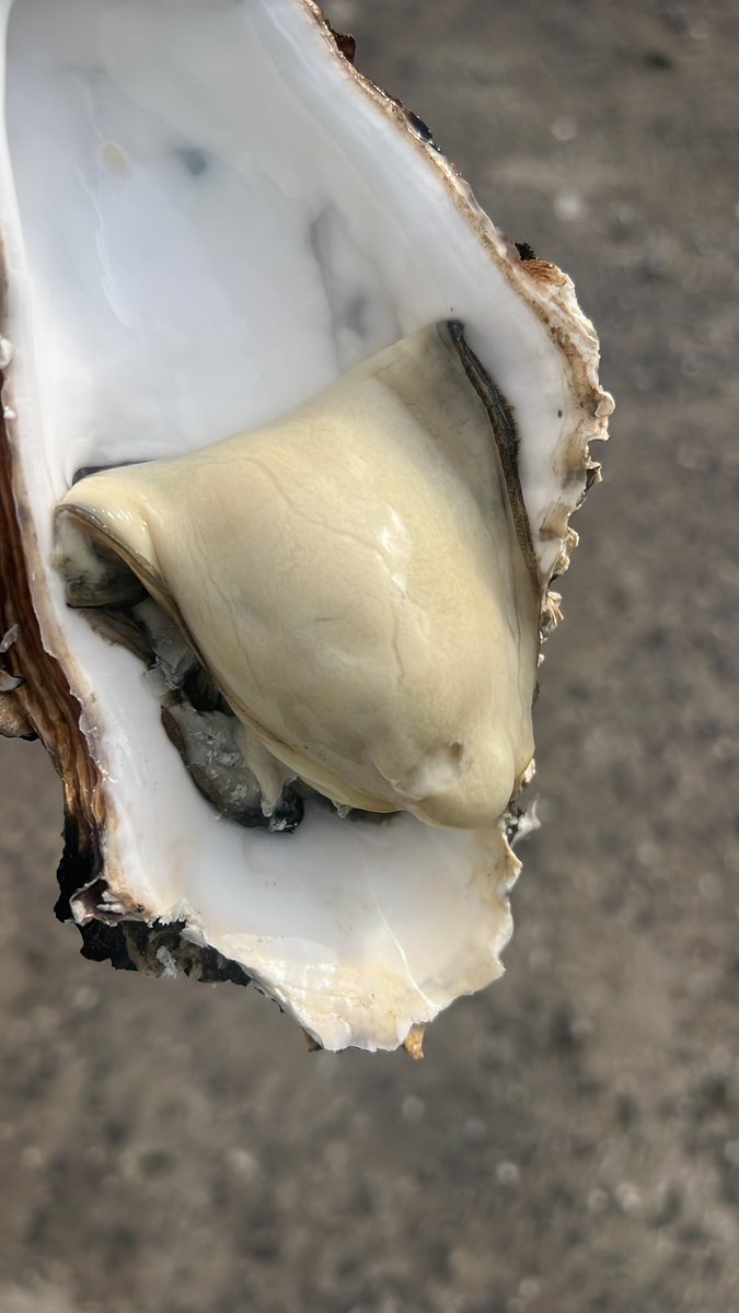 Achill Oysters tweet media