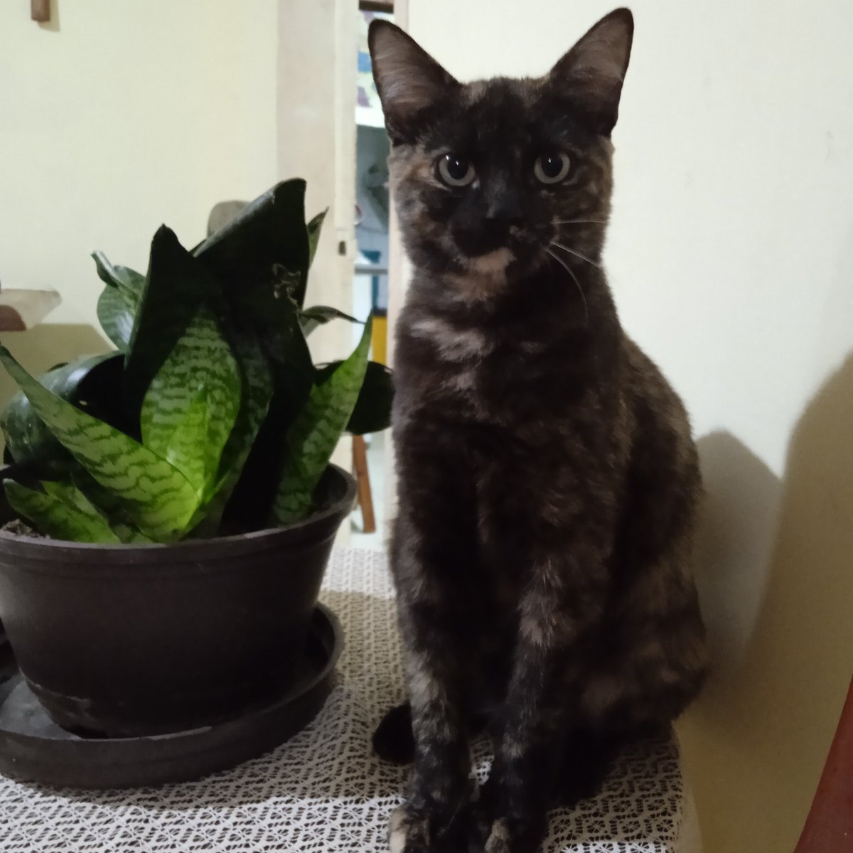 PerroUsuario's tweet photo. RT @dorisraquel: Tengo 5 meses, estoy esterilizada y busco un lindo hogar en #VallesDelTuy. Como d todo y se usar mi arenero. Ideal para apartamento. Info 04143984973 WhatsApp #santateresadeltuy @GenteStaTeresa @santaluciatoday @CHARALLAVECUA @OCUMAREYARE  https://t.co/Zbv9pfbH0Y