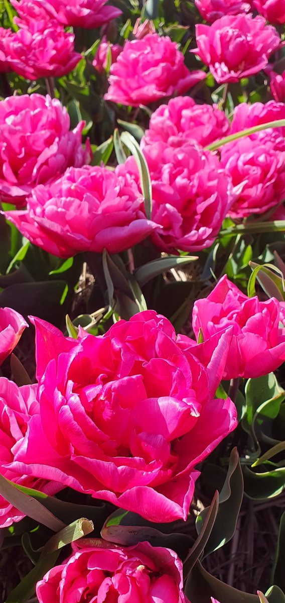 MeteoToritto's tweet photo. #Tulip n.1️⃣
Sharing all #tulips found in the 🇳🇱 fields, what do you think of n. 1️⃣?
#tulipsinholland #spring https://t.co/XRB3QE4jKh