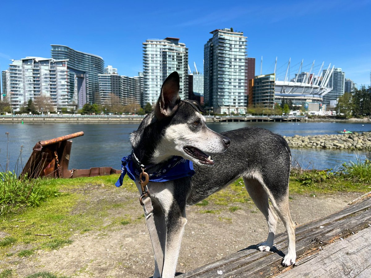 travels_galaxy's tweet photo. Went for a walk along the False Creek Seawall this morning with the dog and snapped a couple beauty shots of the city.
#travel #vancouver #canada #explorebc #letsgoadventuring https://t.co/gxYe7QBo10