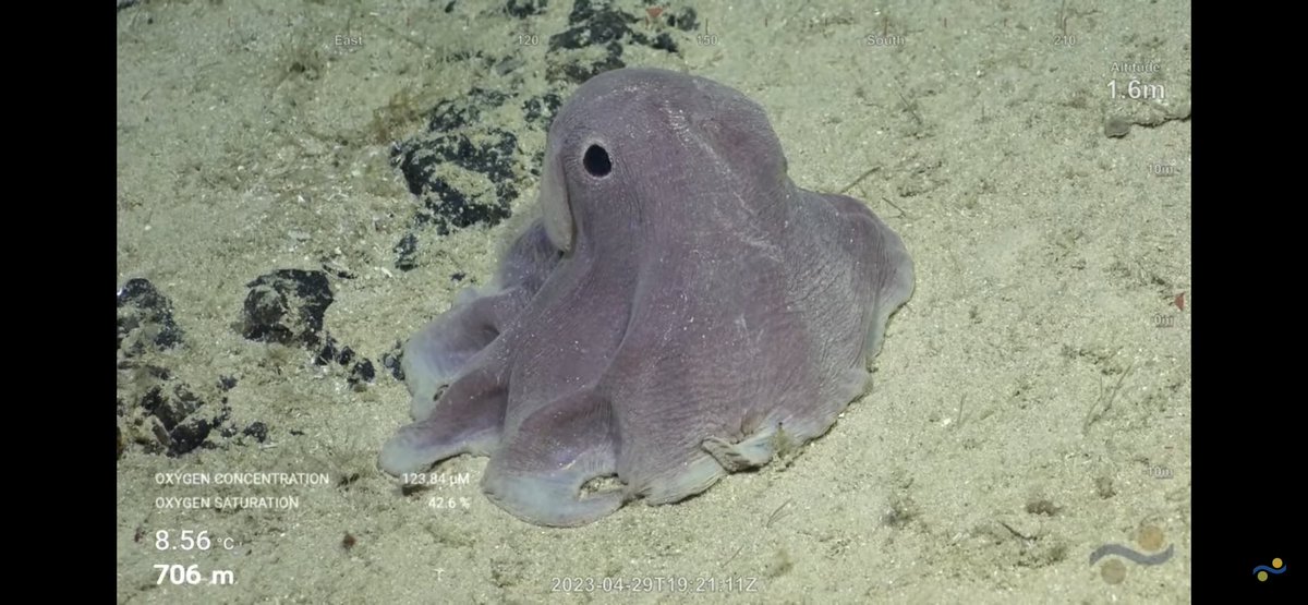 CaliKatBird's tweet photo. Dumbo!!!!🐙 And a Mike Vecchione drop in to our YouTube chat! Double WooooHoooo!!😀 @SchmidtOcean #WhitingBank https://t.co/7gYzB85KHM