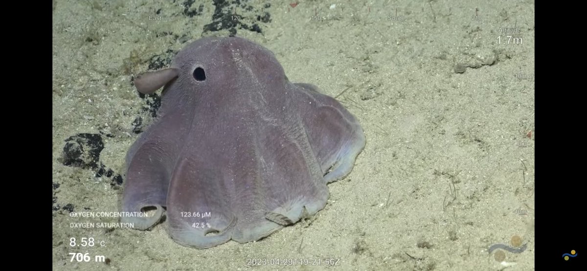 CaliKatBird's tweet photo. Dumbo!!!!🐙 And a Mike Vecchione drop in to our YouTube chat! Double WooooHoooo!!😀 @SchmidtOcean #WhitingBank https://t.co/7gYzB85KHM