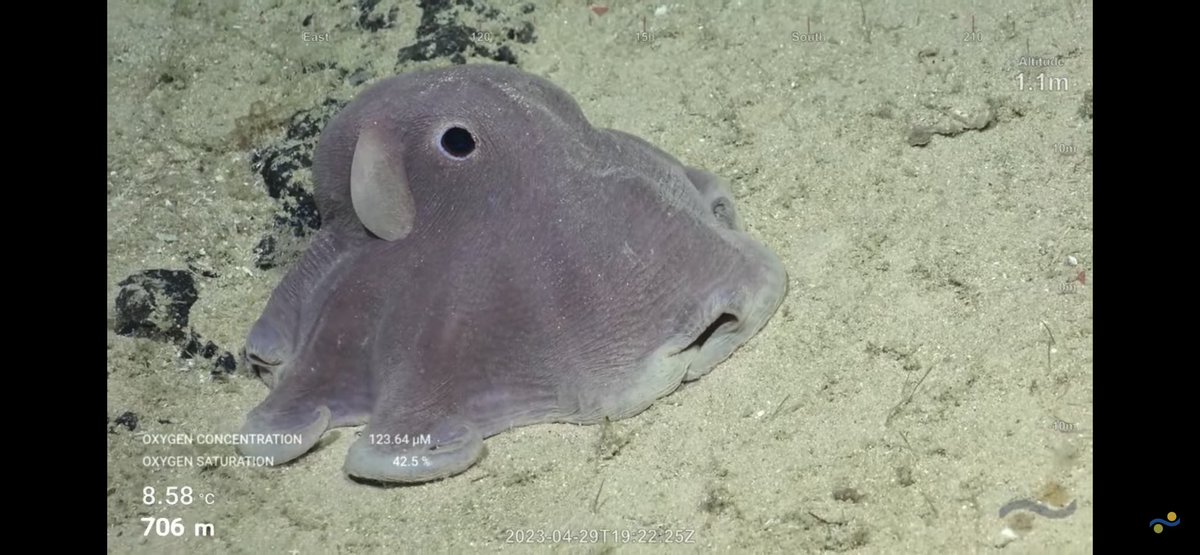 CaliKatBird's tweet photo. Dumbo!!!!🐙 And a Mike Vecchione drop in to our YouTube chat! Double WooooHoooo!!😀 @SchmidtOcean #WhitingBank https://t.co/7gYzB85KHM