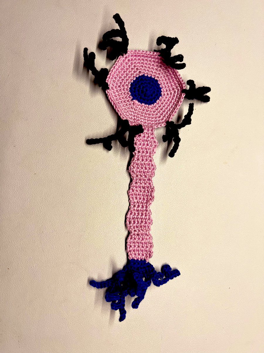 DanceAndDogs's tweet photo. A cute neuron
#medschoolcrochet #celestialcreations #medschoollife #medart #sciencecrochet #anatomycrochet
CelestialMedCreations on Instagram https://t.co/RtaRjG5RjO