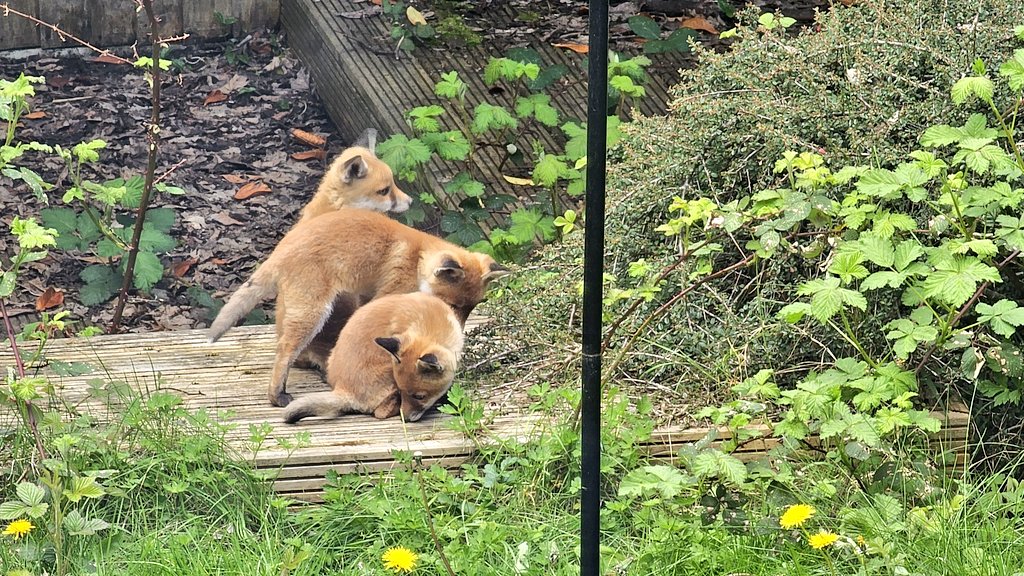 TheStupendium's tweet photo. We generally get along with our neighbours but recently they started letting their kids play in our garden...

...Okay, they can stay. https://t.co/yDRHEoPmPk
