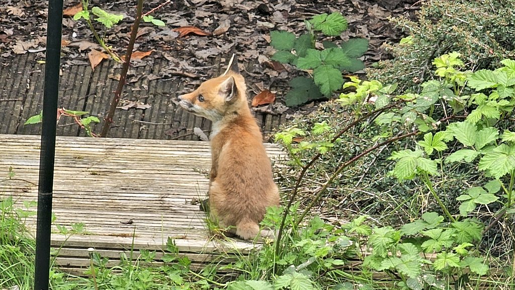 TheStupendium's tweet photo. We generally get along with our neighbours but recently they started letting their kids play in our garden...

...Okay, they can stay. https://t.co/yDRHEoPmPk