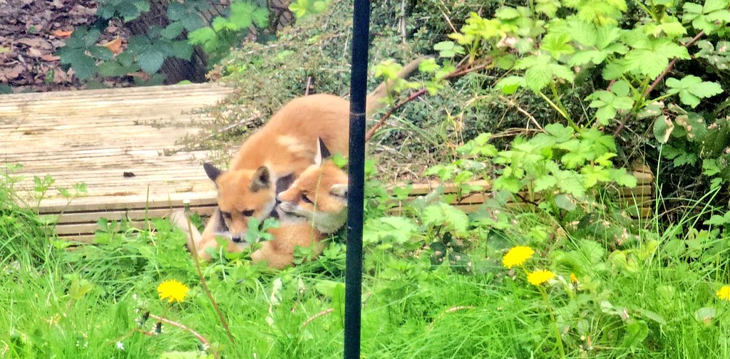 We generally get along with our neighbours but recently they started letting their kids play in our garden...

...Okay, they can stay.