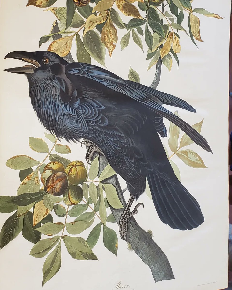 refdeskATX's tweet photo. I wore the band shirt to the show, by which I mean Audubon Day at @WhatintheHill , and instead of listening to a classic album in full, I saw the entirety of Birds of America Vol. II. It's a real treat to see the extraordinary colors and details up close in person. #AudubonDay https://t.co/wj2ELB0S08