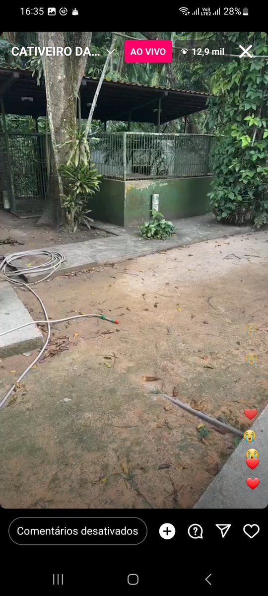 Eliabe76's tweet photo. A Dep. Estadual @joanadarc_am, Partido União Brasil, nesse momento está no Centros de Triagem de Animais Silvestres (Cetas) IBAMA Manaus/AM, mostrando a real situação q a Capivara Filó está, retiraram o animal do seu habit natural q era o convivio na Fazenda com seu tutor Agenor. https://t.co/HKdLHW8SRy