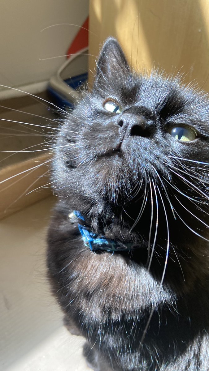 unlitmemes's tweet photo. sorry my cat is beautiful https://t.co/7Qlh898Kge