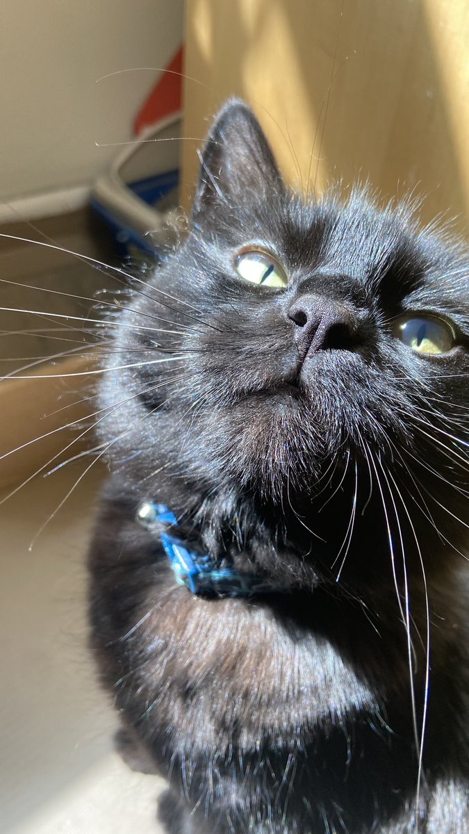 unlitmemes's tweet photo. sorry my cat is beautiful https://t.co/7Qlh898Kge