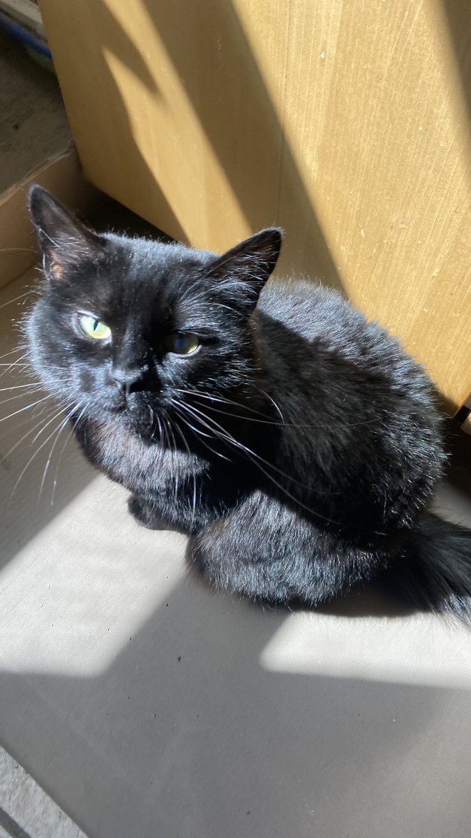 unlitmemes's tweet photo. sorry my cat is beautiful https://t.co/7Qlh898Kge