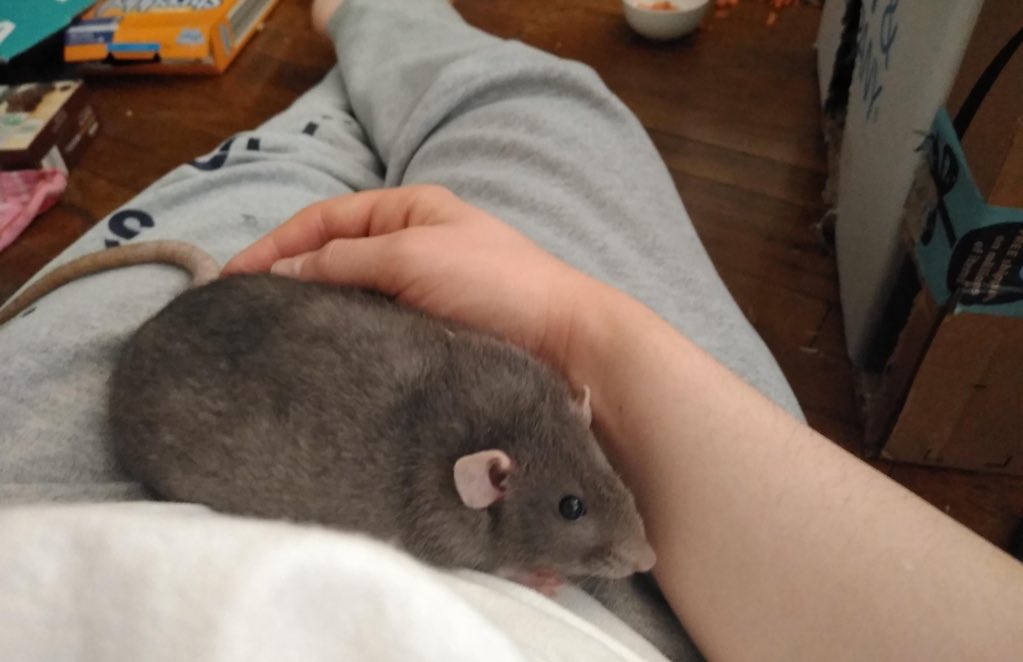 LegalizeRats's tweet photo. lap chonker https://t.co/TR0UIkfSwC