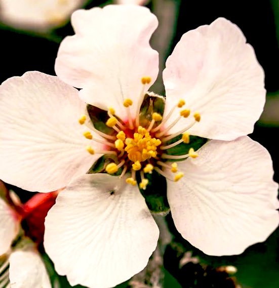 LindaBerman4's tweet photo. When one flower blooms spring awakens everywhere.
John O'Donohue
#oneflower #spring #awakens https://t.co/YiRJOq7IoM