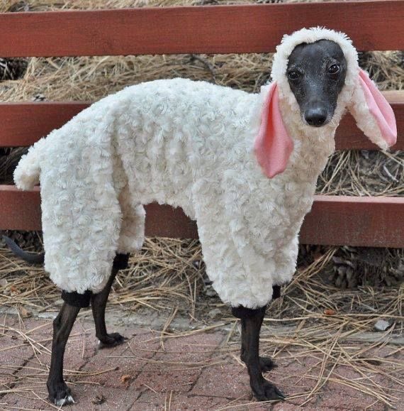 galgos loved (@galgosloved) on Twitter photo 