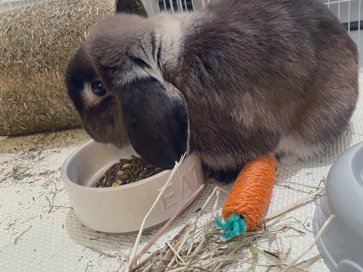 hollyfoundnemo's tweet photo. new lil flatmate, i love him so much 😭 https://t.co/rfvQT9q2Vm