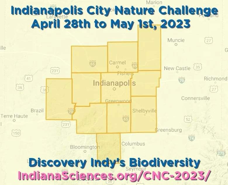 The Indianapolis City Nature Challenge is in full swing! Join us from April 28th to May 1st throughout the Visit Indy Metropolitan Area! #IndyCNC

Details from <a href="/IndianaSciences/">Indiana Sciences</a> below!

IndianaSciences.org/CNC-2023/