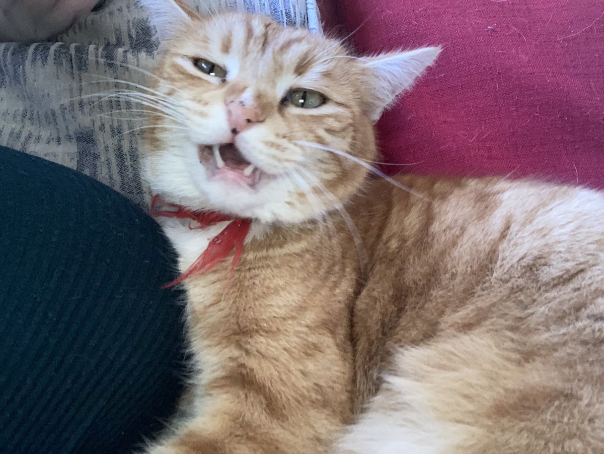 liliththecats's tweet photo. POURQUOI TU ME RÉVEIL ?! https://t.co/88eauiJz7C