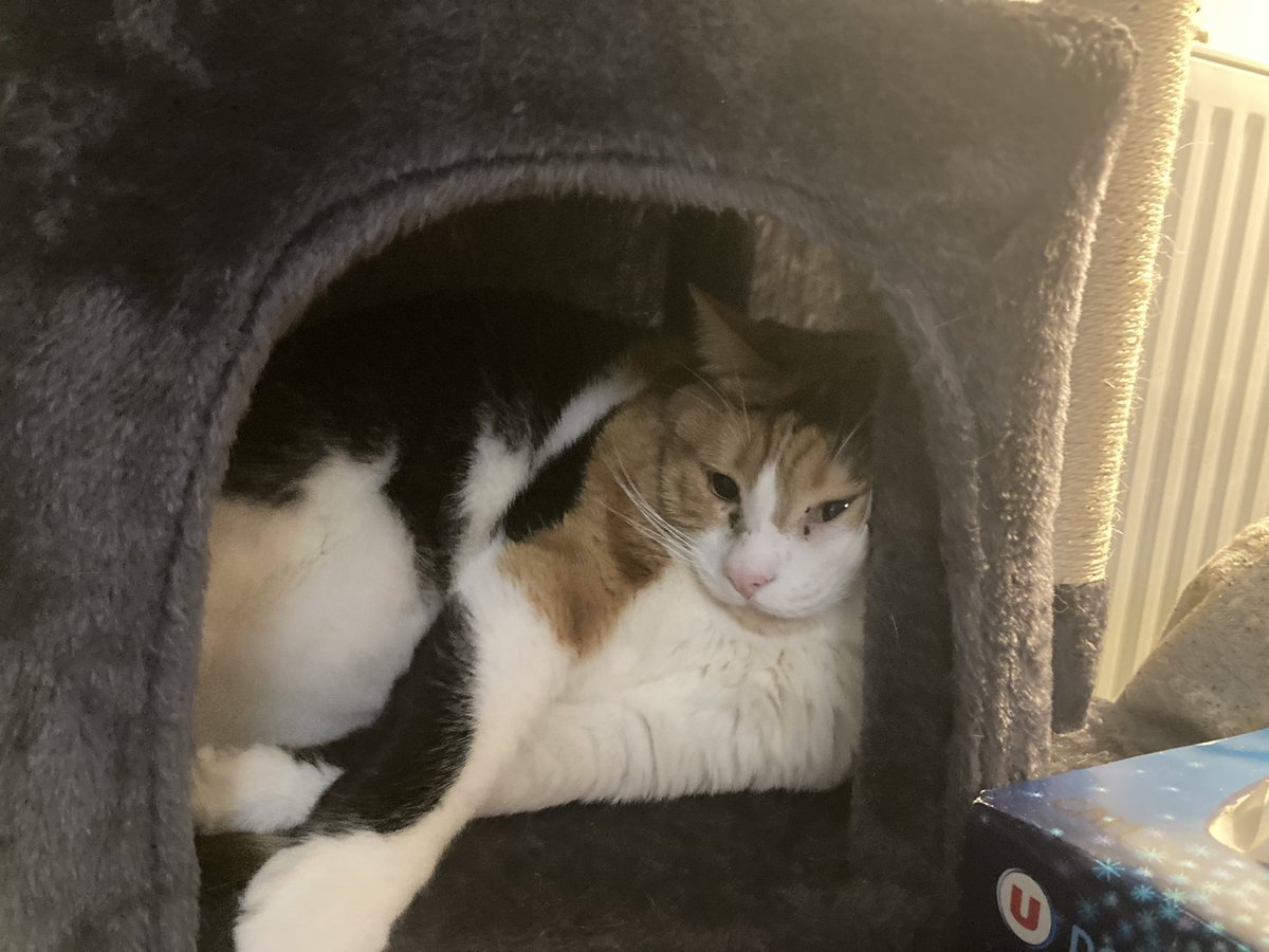 liliththecats's tweet photo. Chaluuuuu @LeMarquisdeCha1 comment que tu vas ? Ici je dispose d’un nouvel arbre à chat ! 
Hâte de te revoir

Bisous 🐾
Lilith ❤️ https://t.co/ZcHIrEUArb