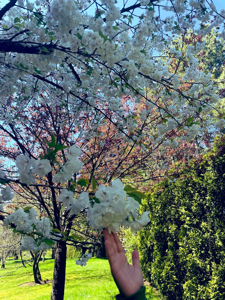 eth_pnw's tweet photo. Touch 🌸 https://t.co/tpSSBRXCsg
