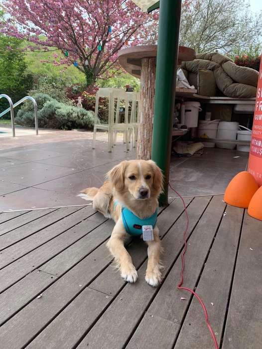 "İstanbul Mahmut Bey metrosuna terk edilmiş.
YUVA ARIYOR. 0531 597 2575 facebook.com/sokakdestek/ph…