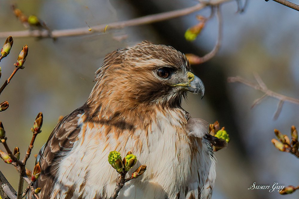 SusanGuy18's tweet photo. A hawk I photographed the other day. 
#hawks #Ontario #birdsofprey https://t.co/dTqTpc87Xu