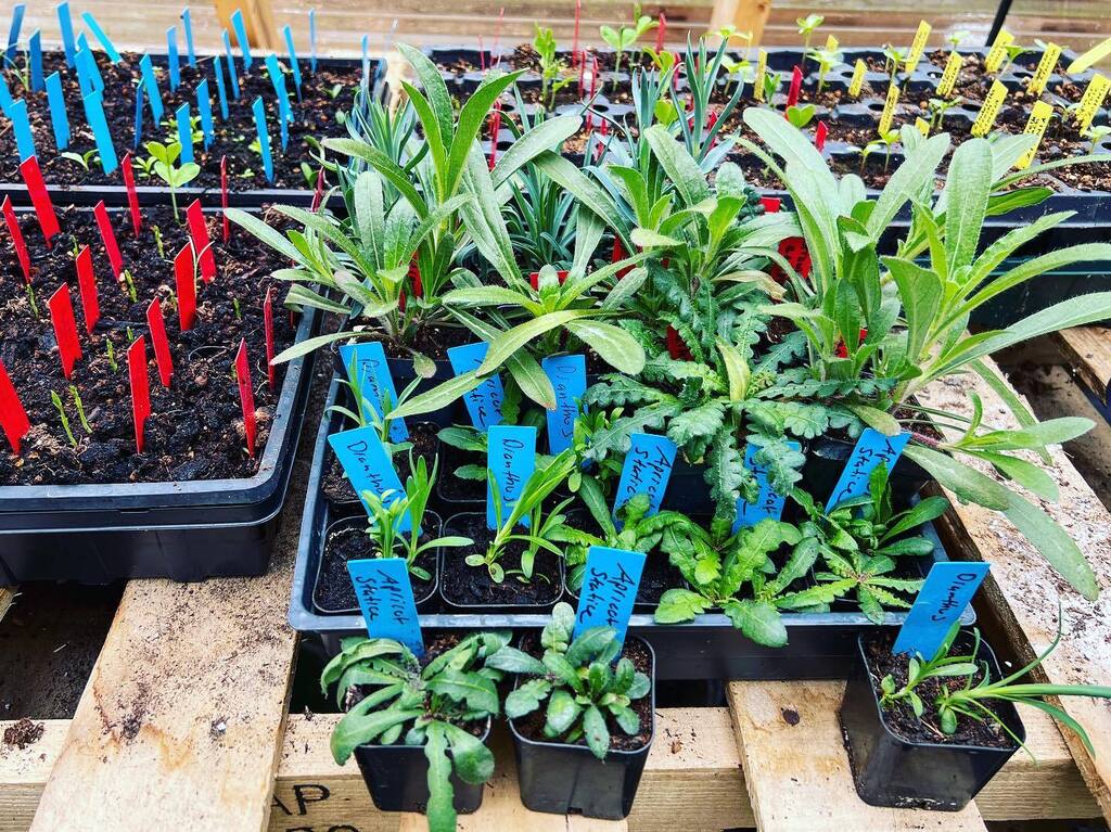 adrndack's tweet image. Spending this rainy day in the greenhouse. #adirondacks #organicgrowimg #hothouse #growyourown #homesteading instagr.am/p/CrodlqqpMWb/