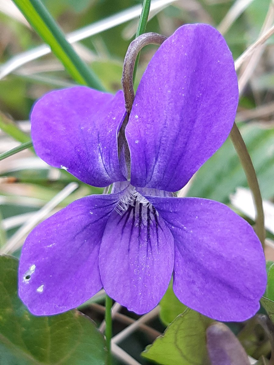gilesknight2's tweet photo. April Arann colours - difficult not to love! #arann #connaught @CaomhnuArann @Irishwildlife @Love_plants @UlsterWildlife @BSBIbotany @donnarainey4 @peddyrmac https://t.co/mgCr0R0bqI
