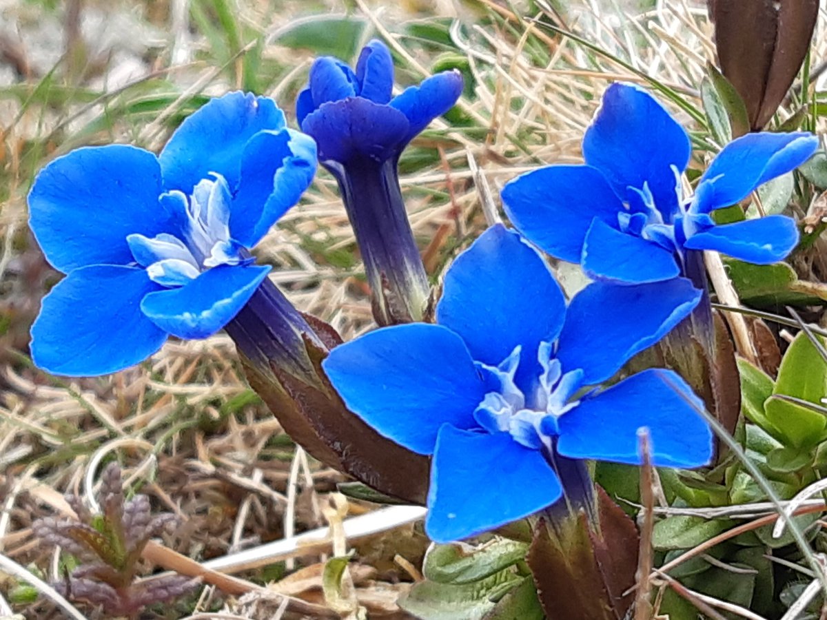 gilesknight2's tweet photo. April Arann colours - difficult not to love! #arann #connaught @CaomhnuArann @Irishwildlife @Love_plants @UlsterWildlife @BSBIbotany @donnarainey4 @peddyrmac https://t.co/mgCr0R0bqI