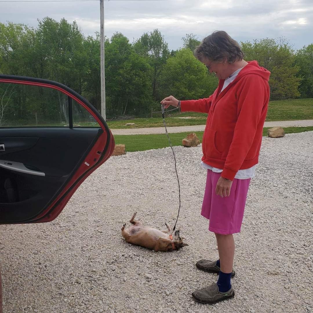 Bobbi came to help transport Sprinkles to the vet today. Sprinkles was pretty serious in her attempts to avoid said vet with some dramatics. BOL. Sprinkles is available for adoption, but she is a very sassy chihuahua. Love, Sonder