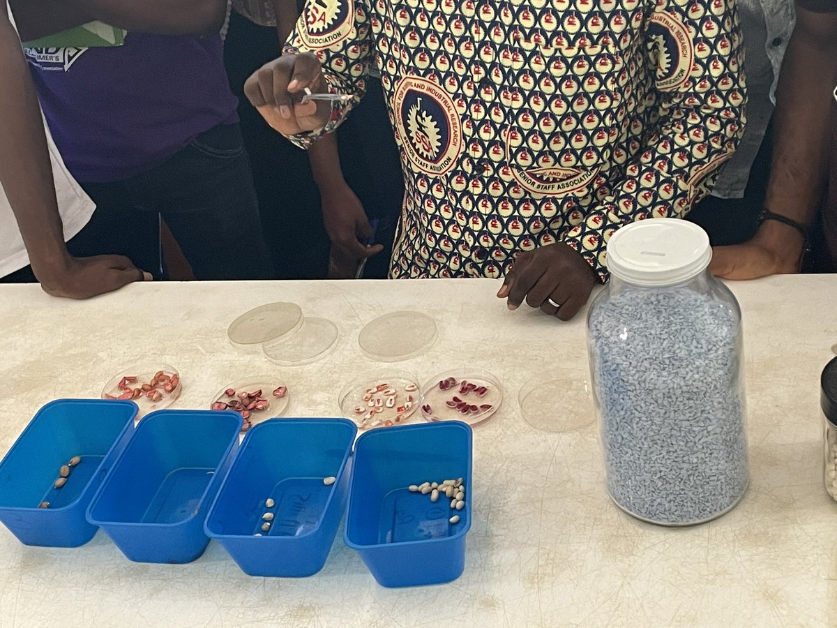 MavisWusu's tweet photo. WACCI’s MPhil Cohort 8 Seed Science and Technology Students’ Field Trip was climaxed at the Council for Scientific and Industrial Research (CSIR)-Crop Research Institute in Kumasi. Refer to thread for more. https://t.co/4CKtuXJqjR
