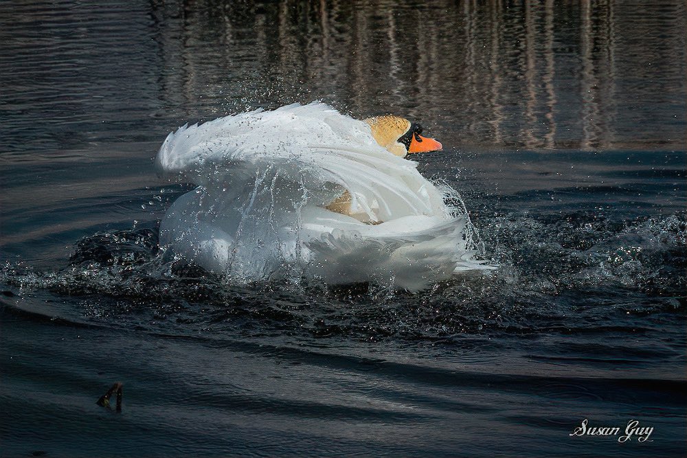 SusanGuy18's tweet photo. Swan having himself a nice bath😊 #swans #nature #wildlife https://t.co/YhkcNl32mg