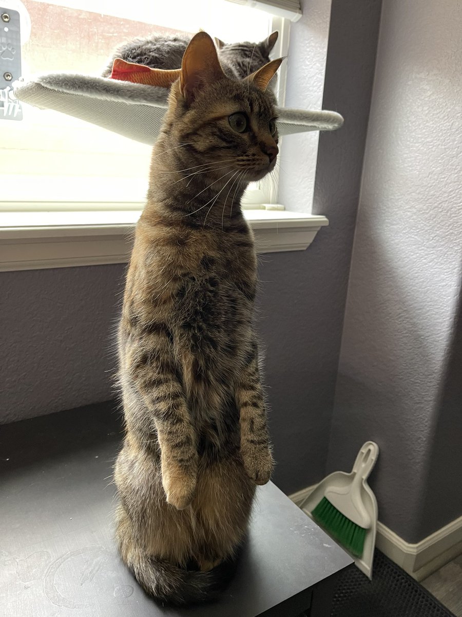 pepper_standing's tweet photo. Cat. #standingcat #catstand #cats #CatsOfTwitter https://t.co/H8fiNQIVBQ