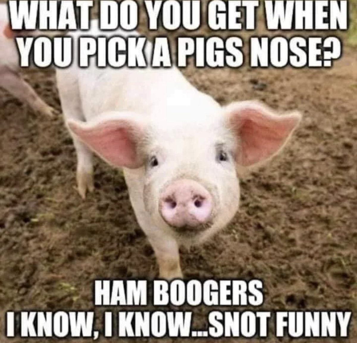 PurplyCat's tweet photo. Thank you to whoever made this. 🐷 https://t.co/3QSLEepSX0