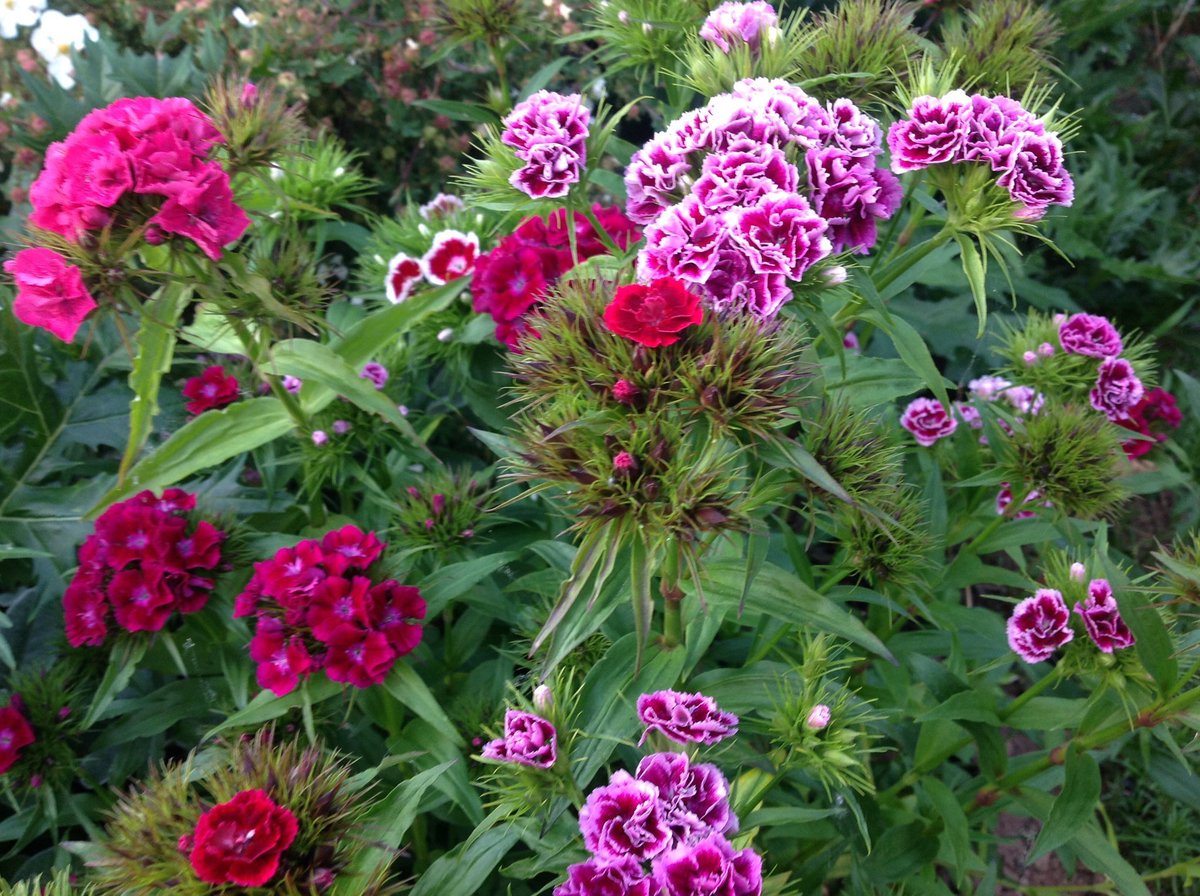 jobutlerthomas's tweet photo. #Biennials. None sweeter . Sweet Williams
#timetosow . #gardenplans. Nos da .. Night night https://t.co/IAAd8olnBe