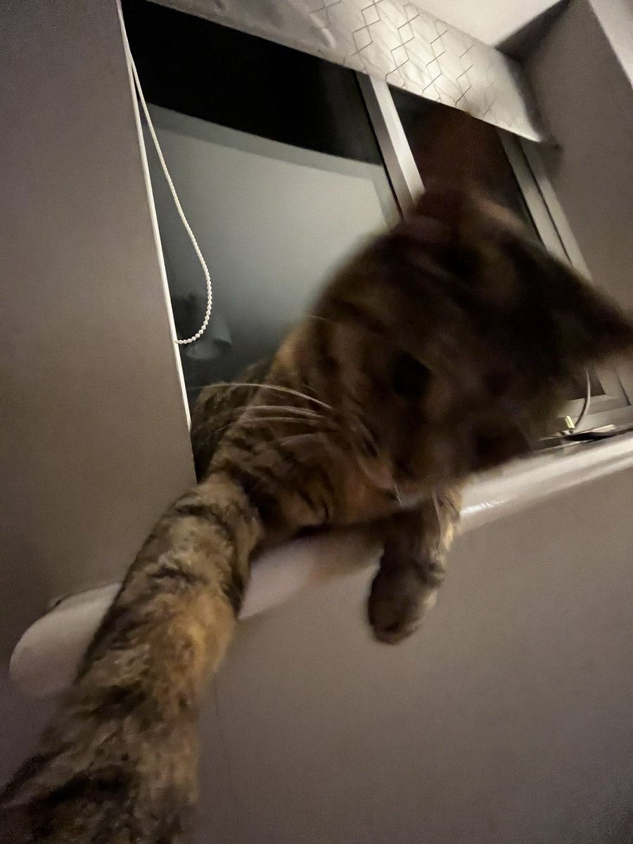 thecatmiso's tweet photo. attack https://t.co/PhNVjhQDZY