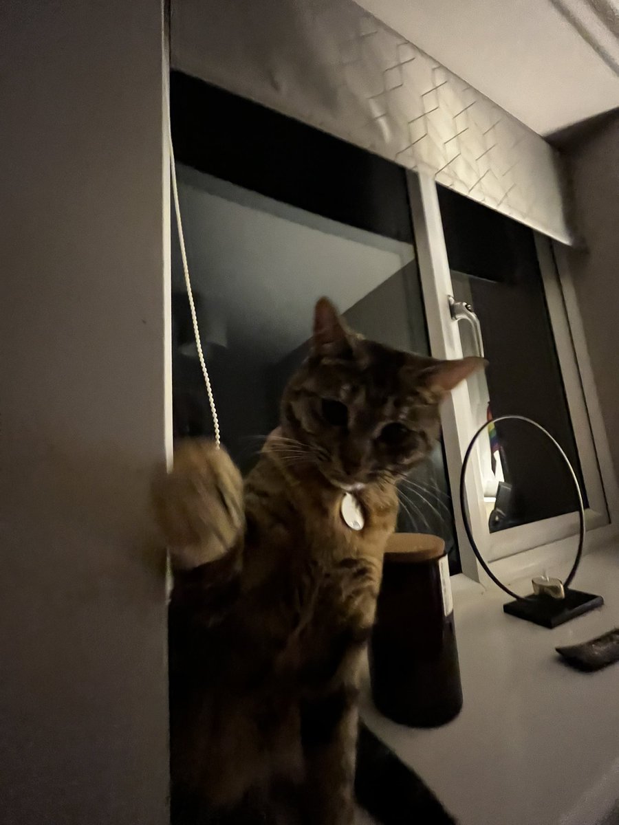 thecatmiso's tweet photo. attack https://t.co/PhNVjhQDZY