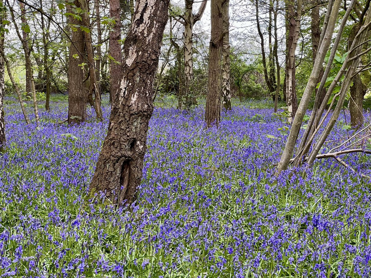 Walks in nature help me to mentally decompress and feel more grounded.

Seeing bluebells in bloom during my walk today was just what I needed at the end of the busy week.

What helps you?