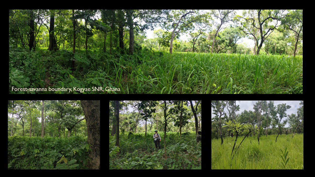 tm2side's tweet photo. Very happy to give the last @YaleBiosphere seminar for this academic year. I presented current perspectives on the vegetation of West Africa. 

See presentation here: https://t.co/LSGwoW6YiJ https://t.co/yBlXG8DoCG