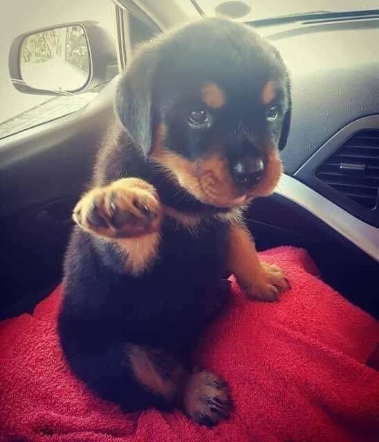 Hi 🖐 I've been waiting but nobody even said hello to me... I'm so sad.. 🥺❤️‍🩹