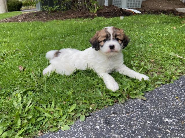 SoulproWNY's tweet photo. Meet Georgia https://t.co/zdM0qT3EVs
