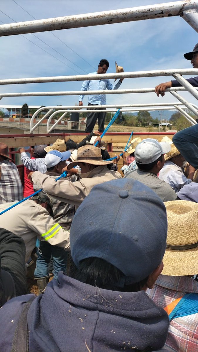 nelson emir cardozol tweet media