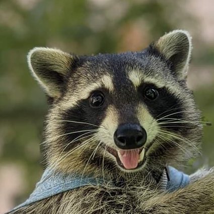 raccoonhourly's tweet photo. https://t.co/PjiL6T1HbJ