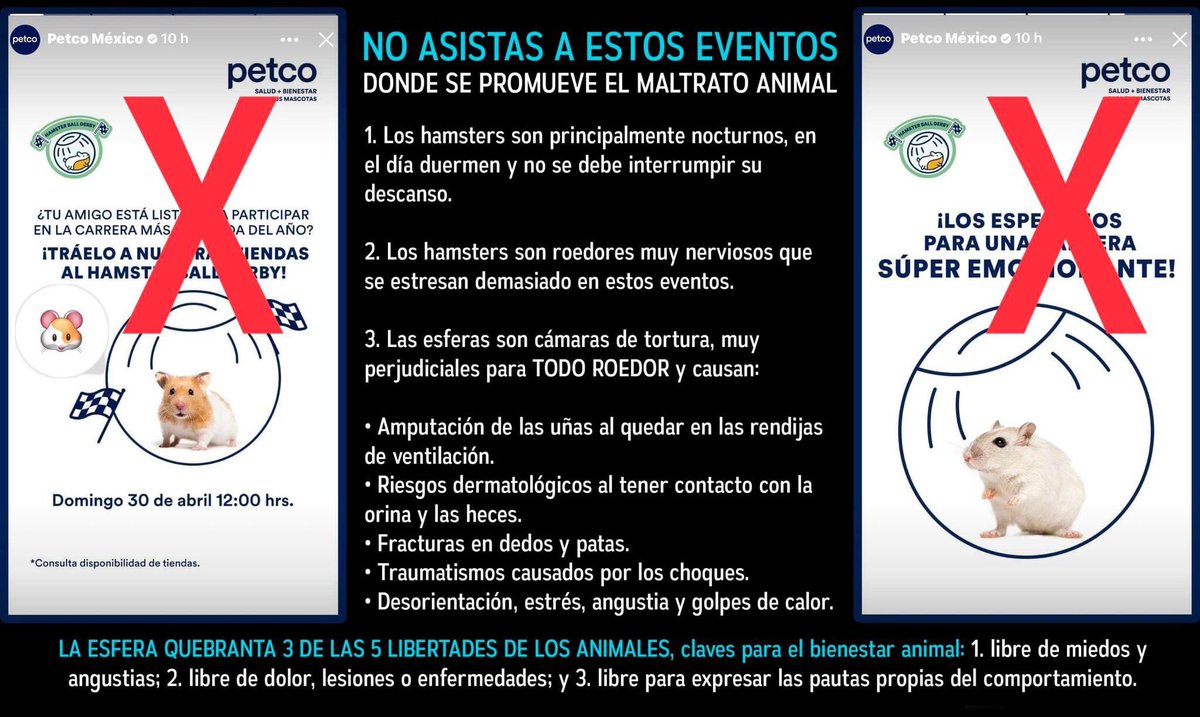 MolishaShop's tweet photo. @PetcoMexico Amigos dueños de hamsters 🚨 por favor no formen parte de este evento que está promoviendo EL MALTRATO ANIMAL a los hamstercitos. Si tienen dudas sobre ello esto pueden consultarlo con un veterinario especialista en animales exóticos o de fauna silvestre 🥺 https://t.co/hKDNTdaEn9
