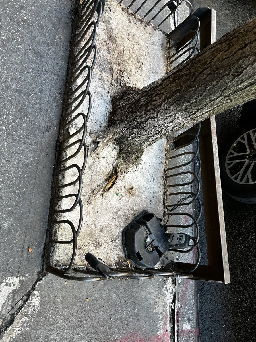 organicfarmCT's tweet photo. .@NYCParks .. #savingtrees  At around 102 Christopher ST &amp; Bleecker in west village. Someone dumped cement around tree. Crazy. I I’ll try to break up. Poor tree. https://t.co/IOuQiE8pRg