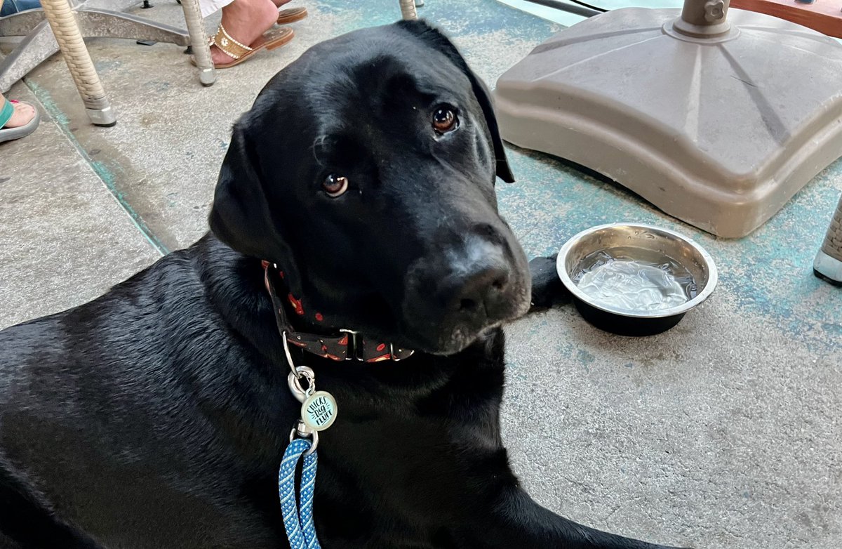 kallen4775's tweet photo. Coop left to go spend the weekend with his buddy Benson. Mom & Cousin John worked their butts off. Progress is happening!! Only 5 days left to finish up!! #dogsftwitter #escapefromFlorida #moving https://t.co/mjPVV0xFbs