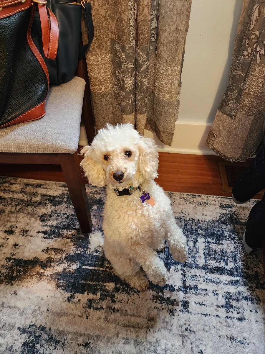 Charlotte hoping that her adorable pose will score her a treat #poodle
