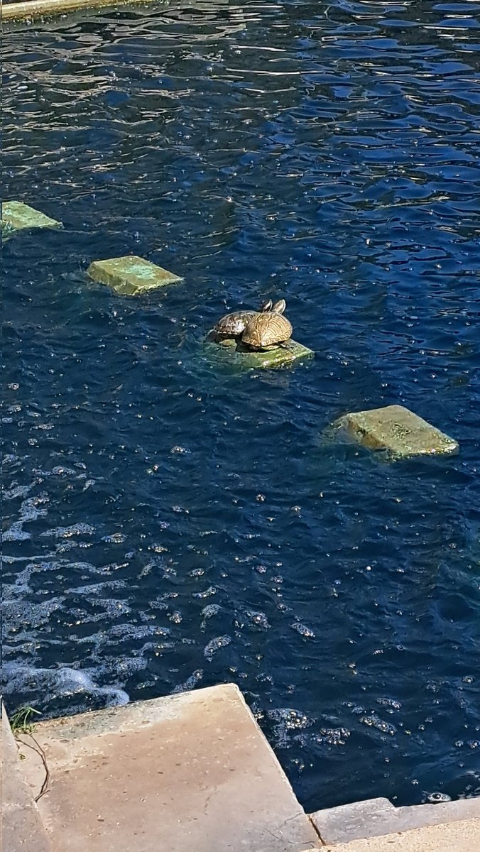 My bf and I as turtles 🐢🫶🏻